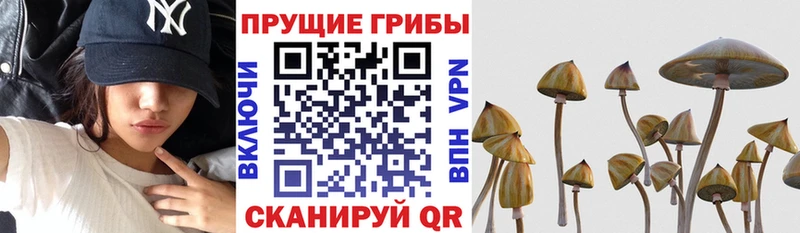 Псилоцибиновые грибы ЛСД  Михайловка 